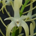 Den. speciosum var. speciosum ‘Jessie’