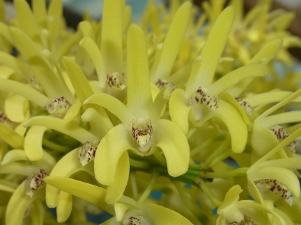 Den. speciosum var. pedunculatum (A x B) ‘Red Factor’ x Den. speciosum var. speciosum 'Red Spot'