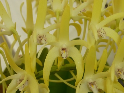 Den. speciosum var. grandiflorum 'Norma Jean'