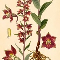 Epipactis_atrorubens_plate.jpg