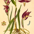 Cephalanthera rubra (Old Print)