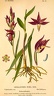 Cephalanthera rubra (Old Print)