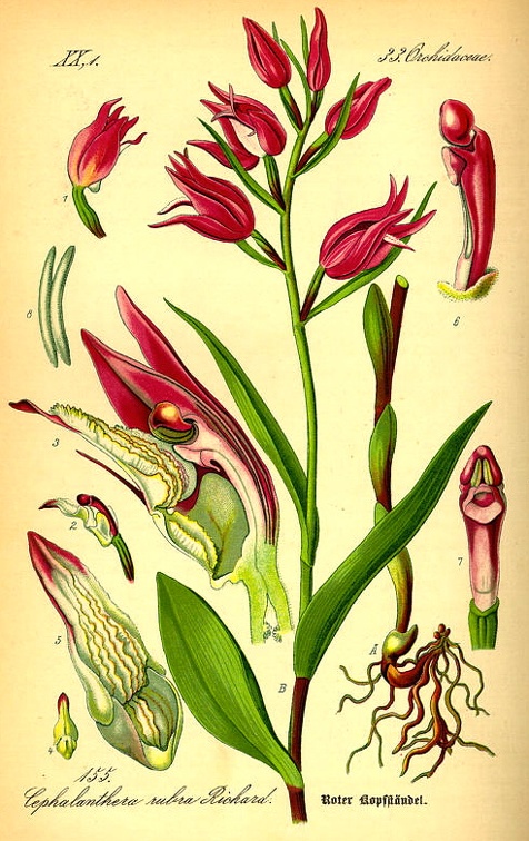 Cephalanthera rubra (Old Print)