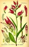 Cephalanthera rubra (Old Print)