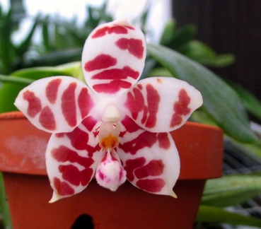 Phal. amboinensis