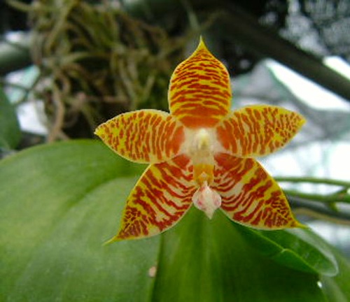 Phal. amboinensis "flava"