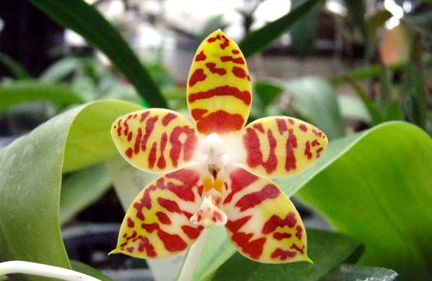 Phal. amboinensis "flava"