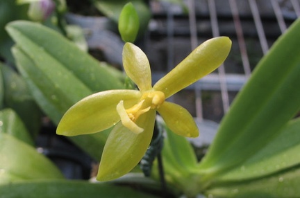 Phal. cornu-cervi var. alba