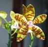 Phal. fasciata