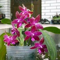 Phal. luddemanniana