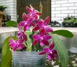 Phal. luddemanniana