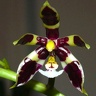 Phal. mannii