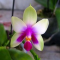 Phal. violacae.jpg