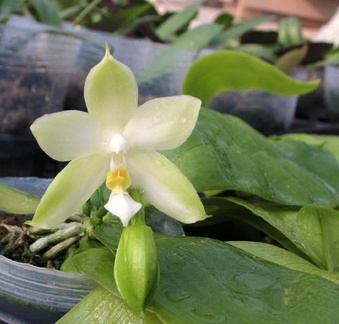 Phal. violacae var. alba