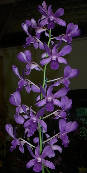 Den. Makariki Blue 100_0046.JPG