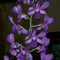 Den. Makariki Blue 100 0046