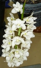 Rhs. gigantea var. Alba