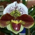 Paph. Mildred Hunter x Paph. Novisphere "Reward"