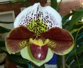 Paph. Mildred Hunter x Paph. Novisphere "Reward"