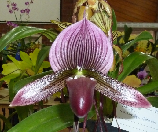Paph. Eerie Flame