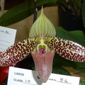 Paph. sukhakulii "Green Giant"