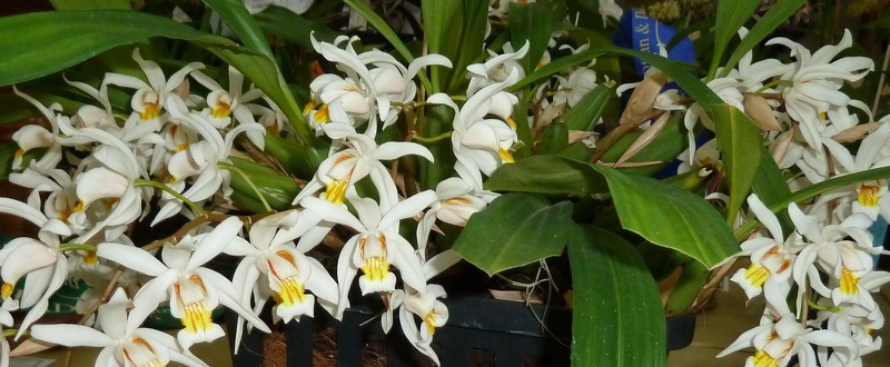 Coelogyne Unchained Melody