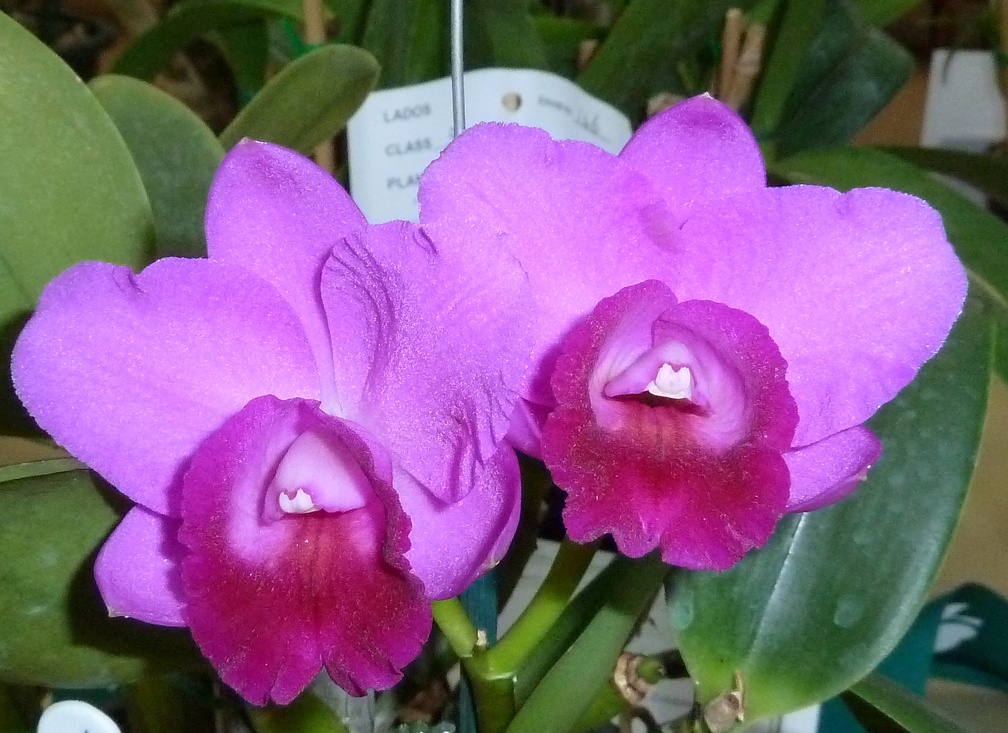 C. Elusive Dream "Rose"