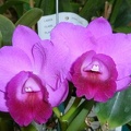 C. Elusive Dream "Rose"