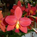 C. Precious Jewel x Ctt. Rojo