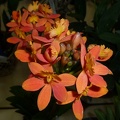 Epi. Orange Glow "Second Chance"