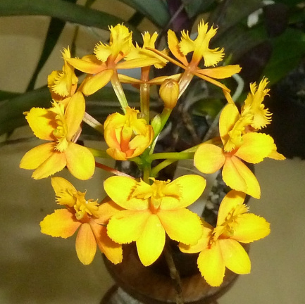 Epi. Topaz Butterball