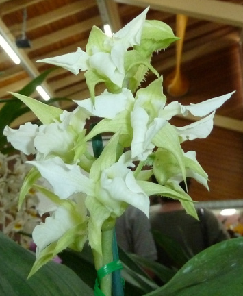 Den. forbesii