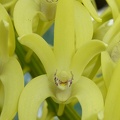 Den. speciosum var. curvicaule ‘Daylight Moon’ x Den. speciosum var. curvicaule ‘Misty Mountain’