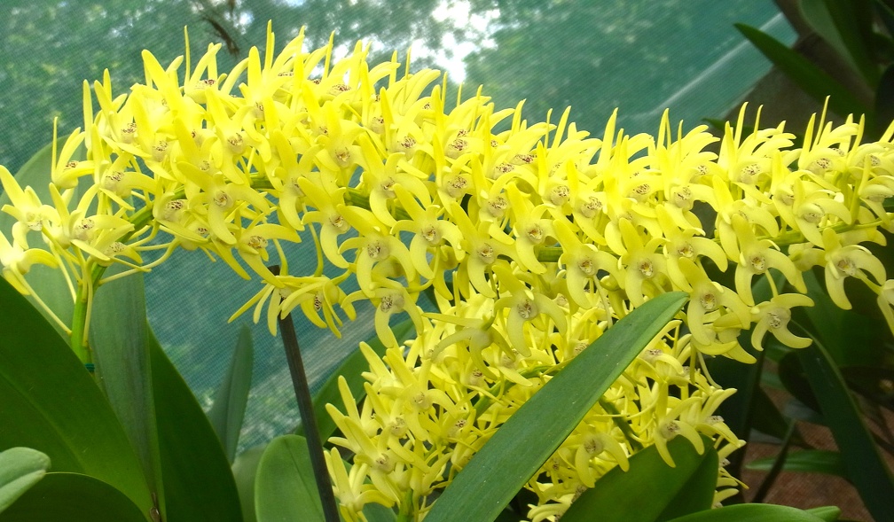 Den. speciosum var. curvicaule ‘Daylight Moon’ x Den. speciosum var. curvicaule ‘Misty Mountain’