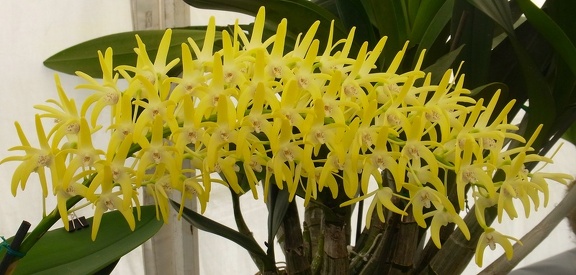 Den. speciosum var. curvicaule ‘Palmerston Mist Debbie Ann’