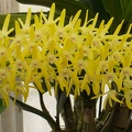 Den. speciosum var. curvicaule ‘Palmerston Mist Debbie Ann’