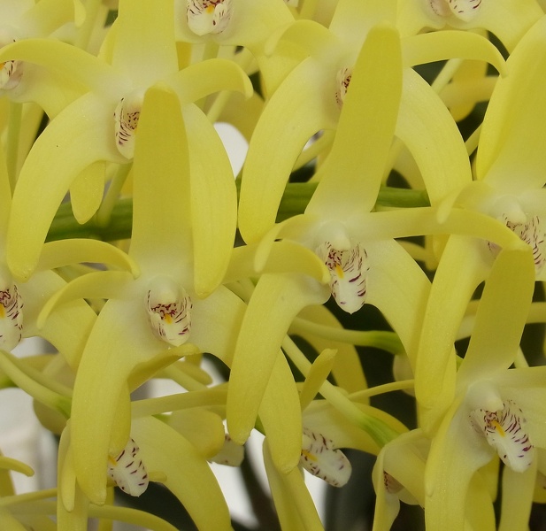 Den. speciosum var. curvicaule ‘Palmerston Mist Debbie Ann’