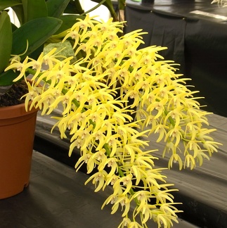 Den. speciosum var. curvicaule ‘Palmerston’ x Den. speciosum var. curvicaule 'Misty Mountain'