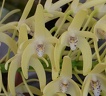 Den. speciosum var. curvicaule ‘Palmerston’ x Den. speciosum var. curvicaule 'Misty Mountain'