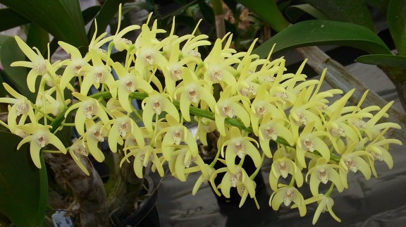 Den. speciosum var. curvicaule ‘Palmerston’ x Den. speciosum var. curvicaule ‘Daylight Moon’