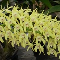 Den. speciosum var. curvicaule ‘Palmerston’ x Den. speciosum var. curvicaule ‘Daylight Moon’