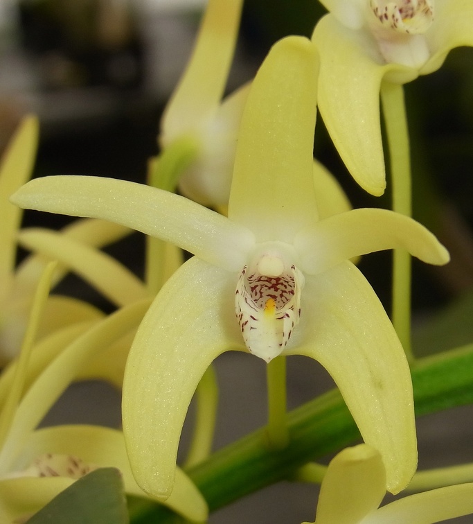 Den. speciosum var. curvicaule ‘Palmerston’ x Den. speciosum var. curvicaule ‘Daylight Moon’