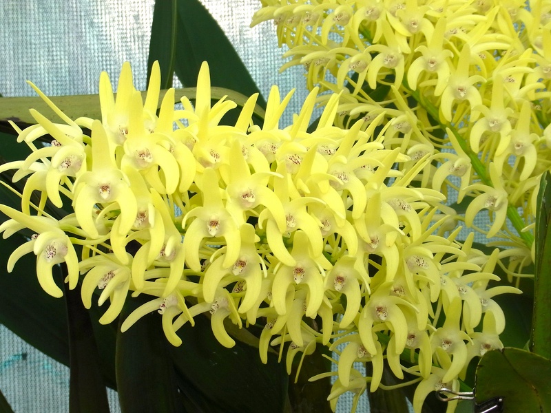 Den. speciosum var. curvicaule ‘Winsome’ 100_0177.JPG