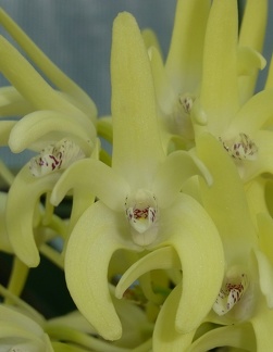 Den. speciosum var. curvicaule ‘Winsome’