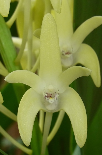 Den. speciosum var. curvicaule ‘Winsome’ 100_0246.JPG