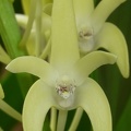 Den. speciosum var. curvicaule ‘Winsome’