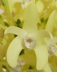 Den. speciosum var. curvicaule ‘Winsome’ x Den. speciosum var. curvicaule ‘Ted’