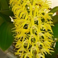 Den. speciosum var. grandiflorum 'Norma Jean'