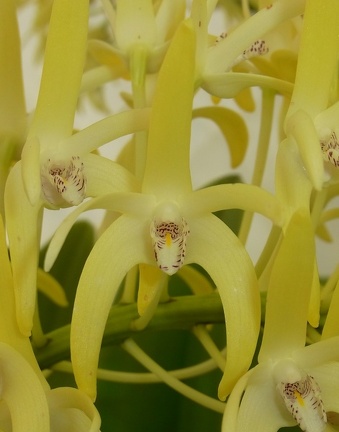 Den. speciosum var. grandiflorum 'Norma Jean'