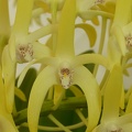 Den. speciosum var. grandiflorum 'Norma Jean'